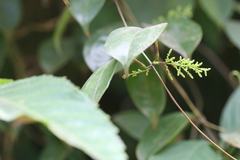 Smilax zeylanica